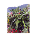42.webp