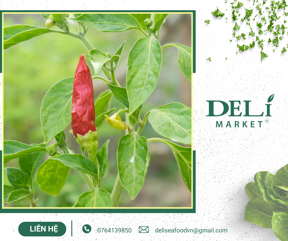 Nguồn: Tài nguyên tại Delimarket